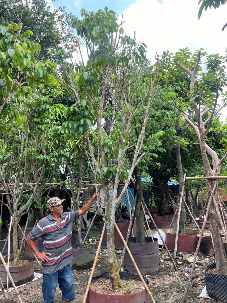 Cây Bòn Bon Thái