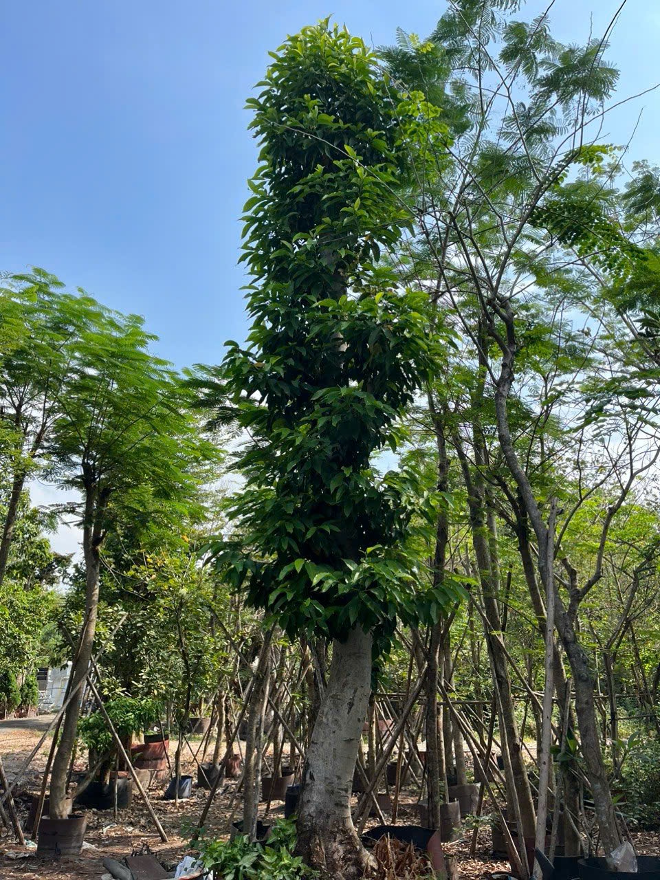 Cây Ngọc Lan