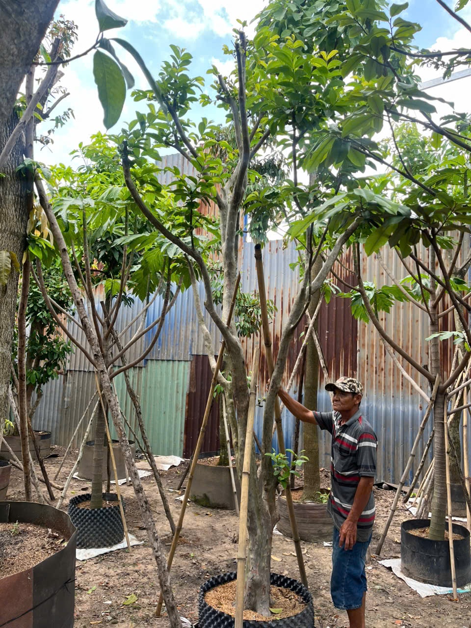 Cây Ổi Sẻ