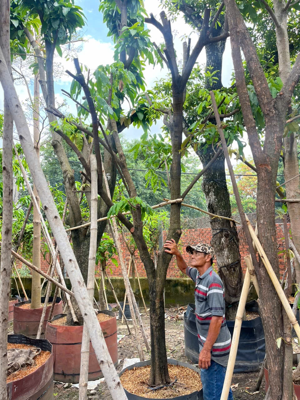 Cây Nhãn Tiêu Quế
