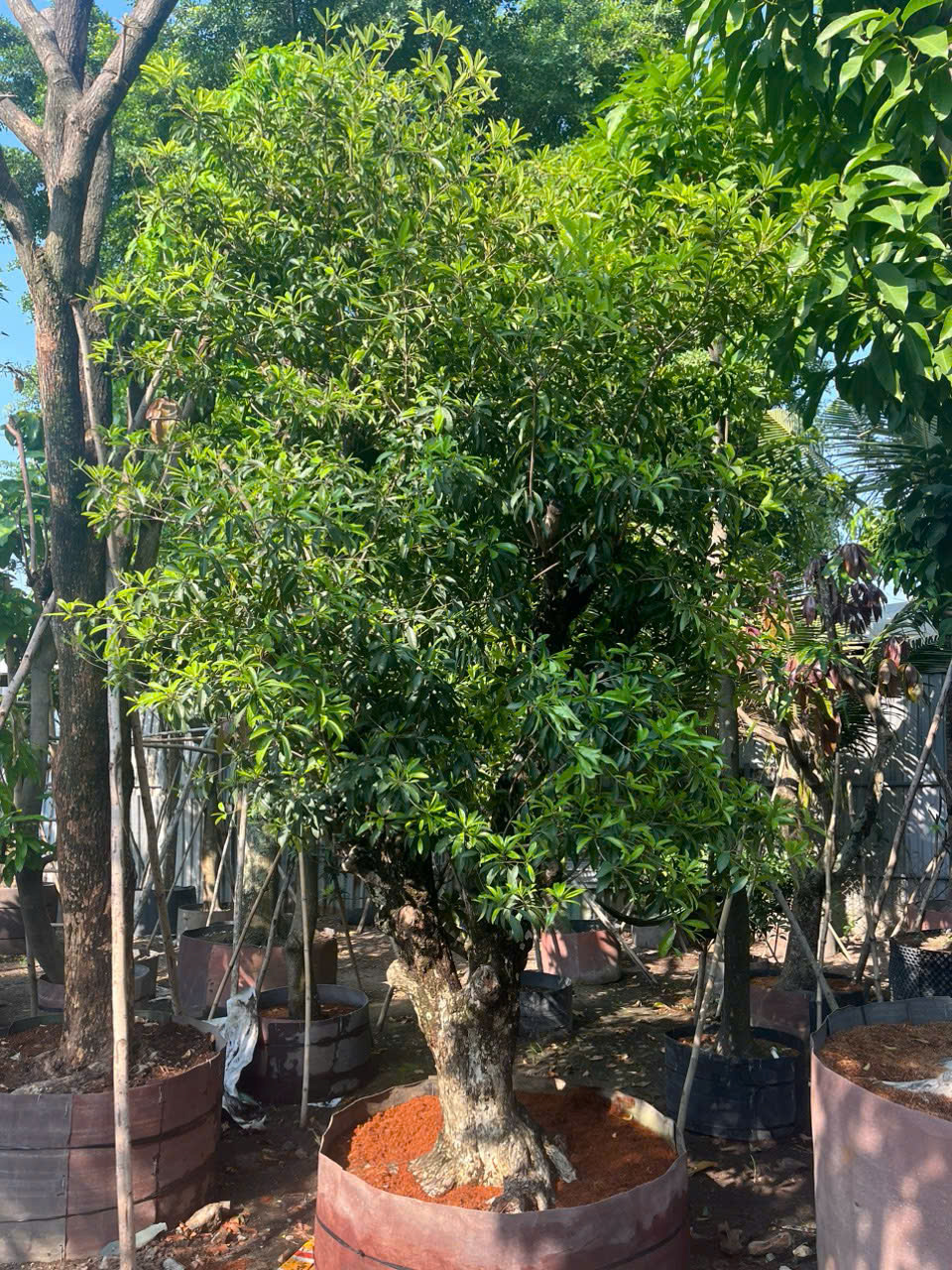 Cây Sampoche (Hồng Xiêm)