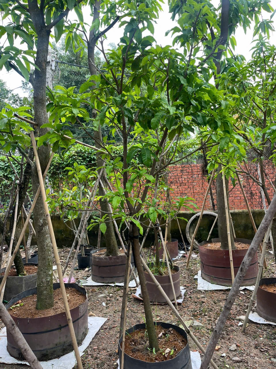 Cây Vú Sữa Hoàng Kim