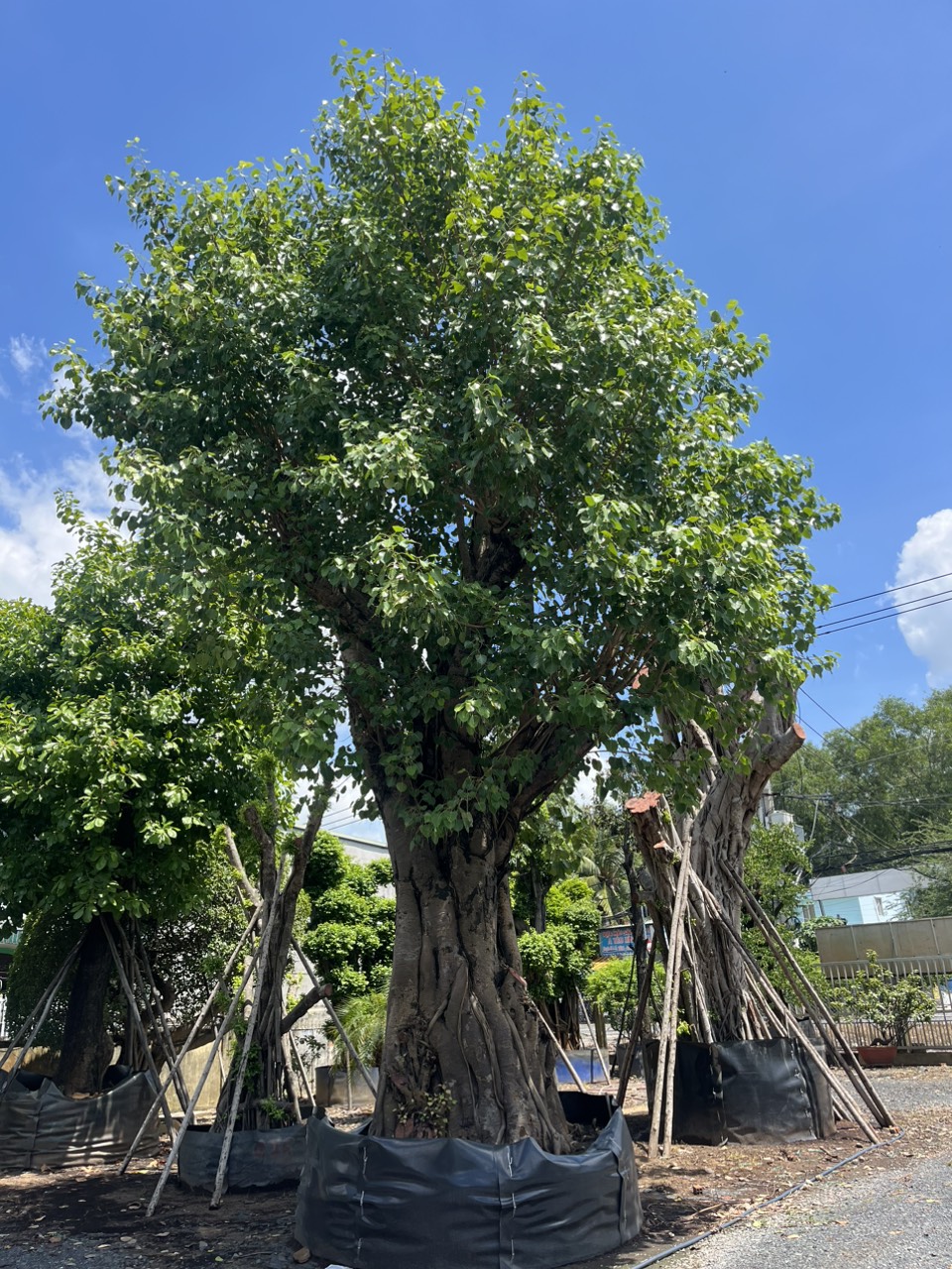 Cây Bồ Đề
