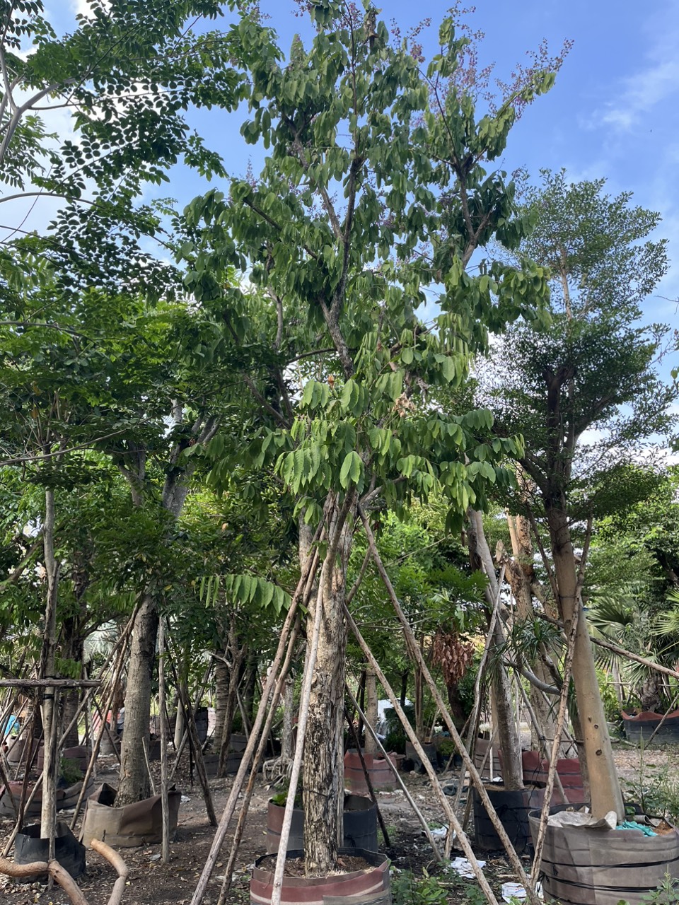 Cây Bằng Lăng