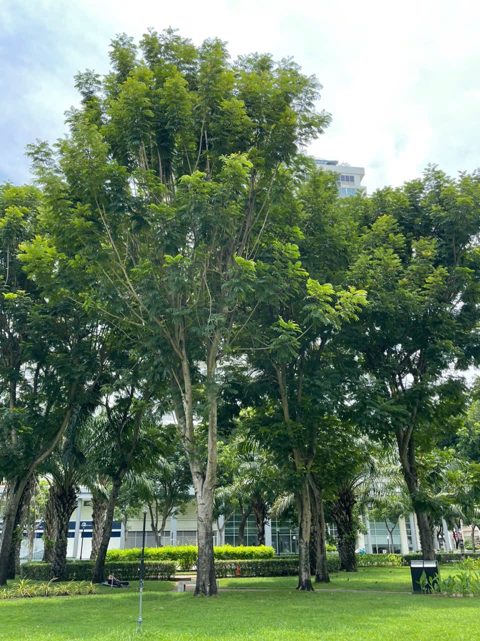 Cây Lim Xẹt