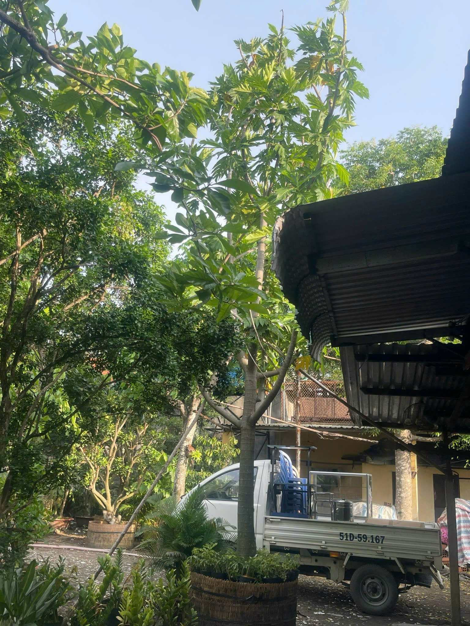 Cây Sa Kê