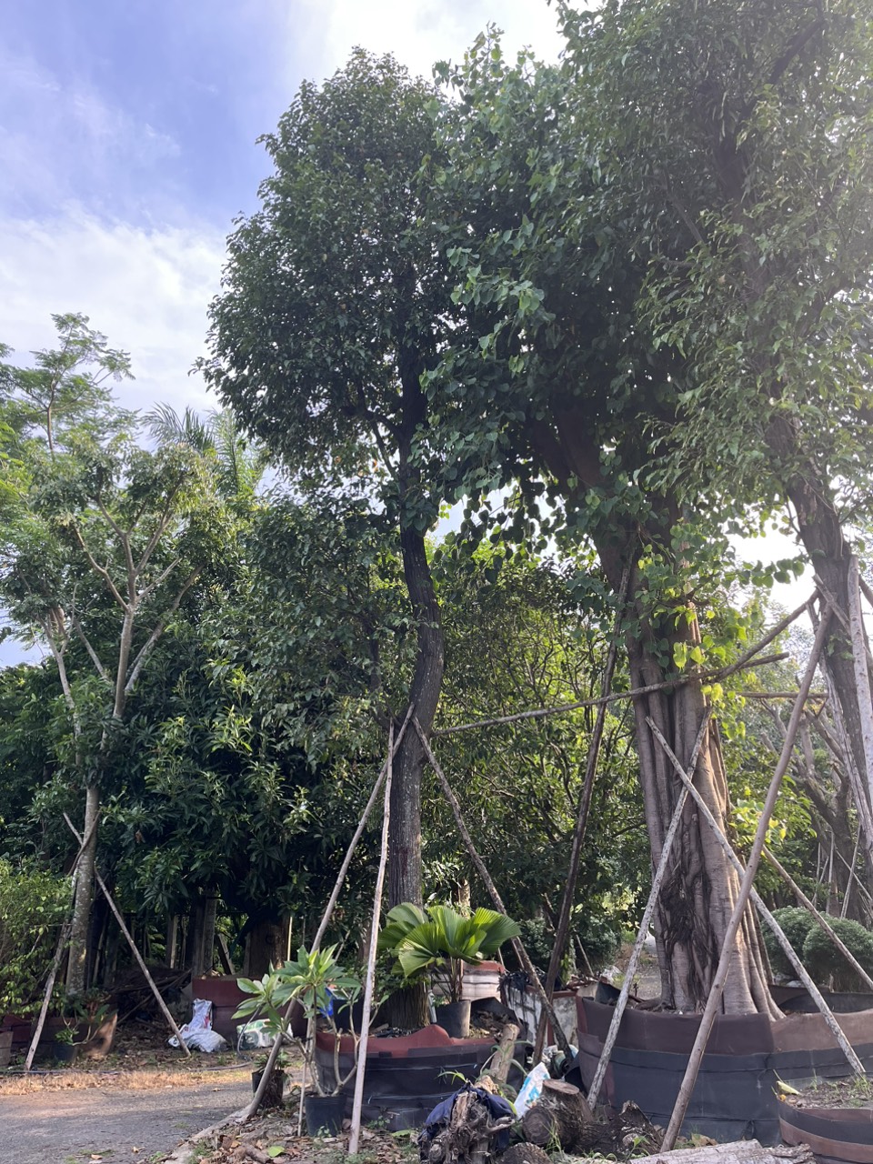 Cây Sao Đen