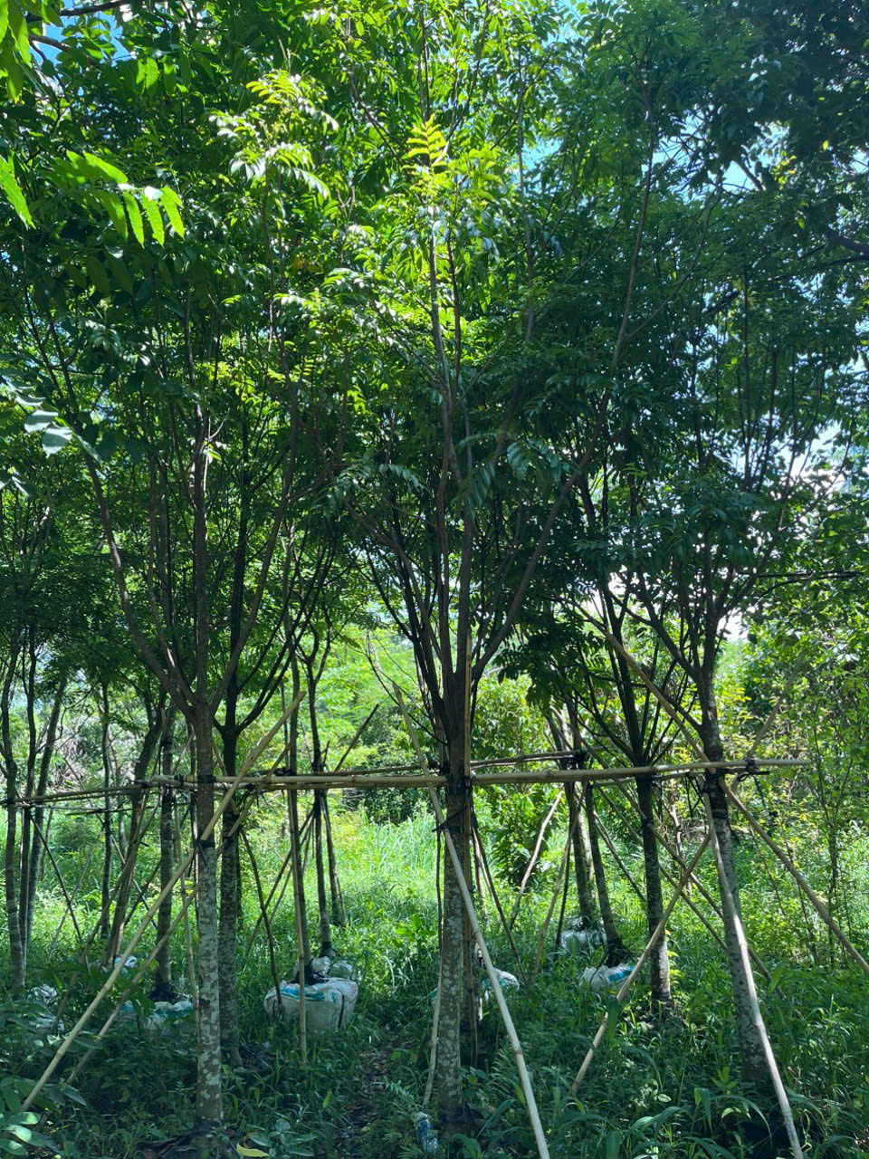 Cây Sấu Công Trình