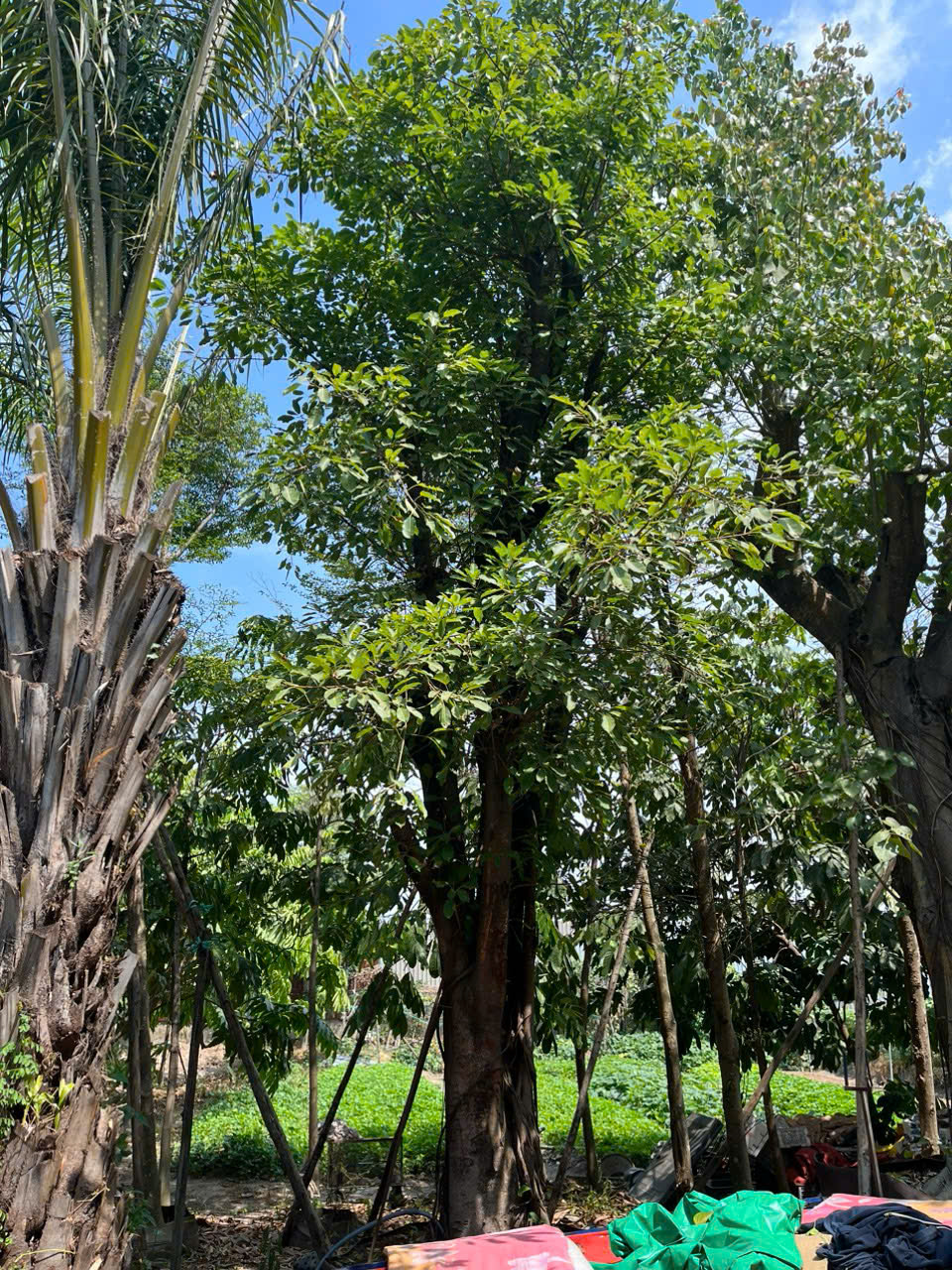 Cây Sộp
