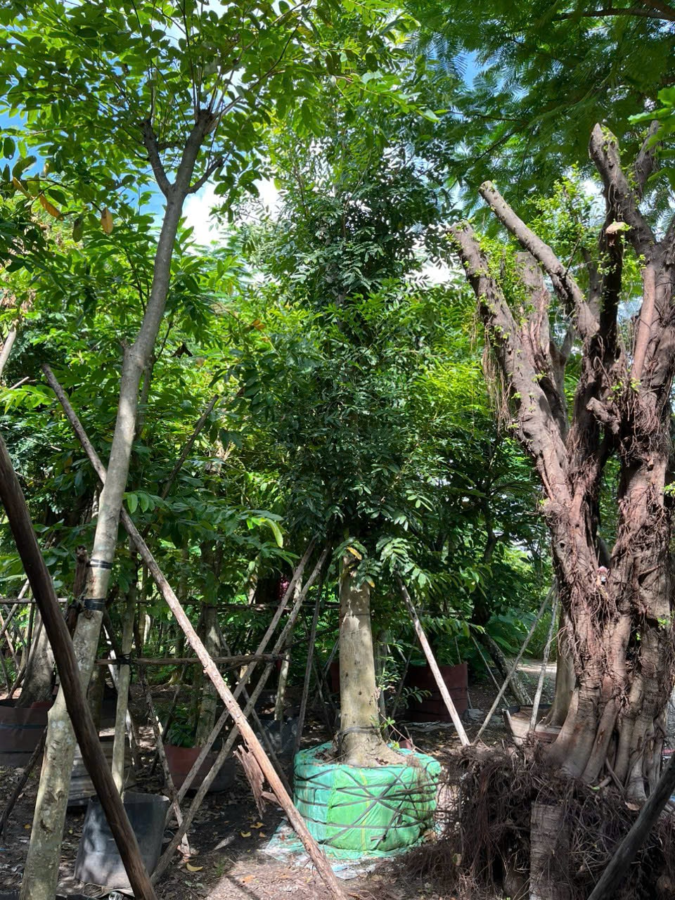 Cây Xà Cừ Công Trình