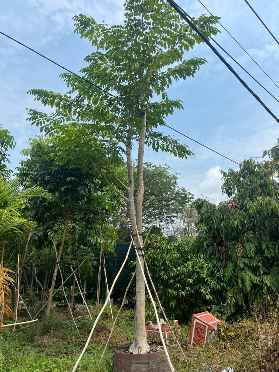 Cây Giáng Hương Công Trình