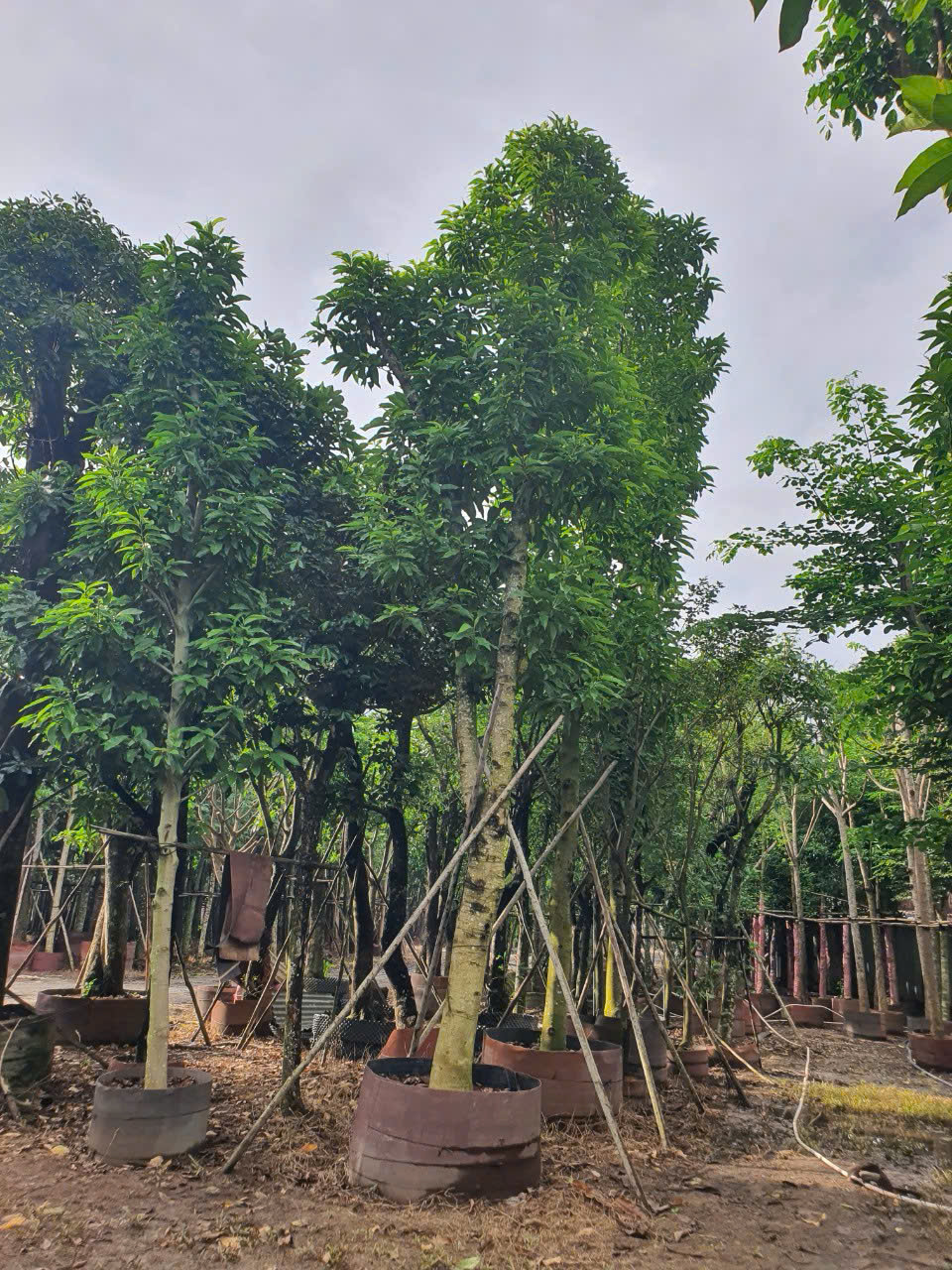 Cây Ngọc Lan Hoa Vàng