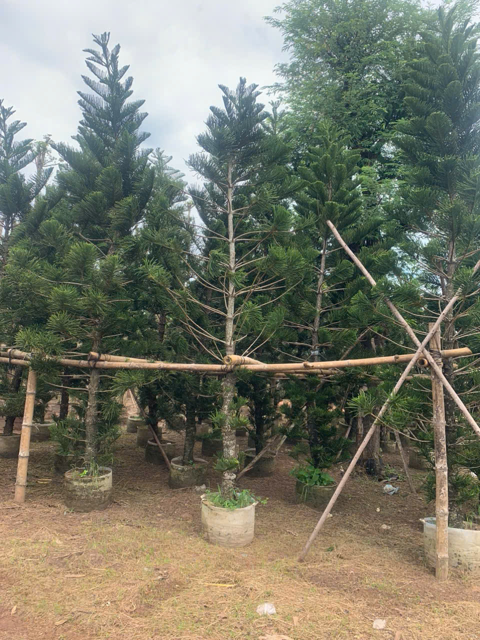 Cây Tùng Bách