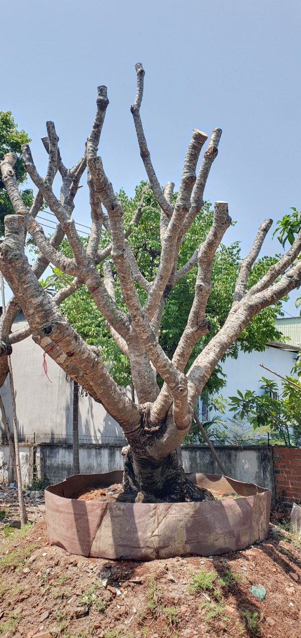 Cây Sứ Cổ Thụ