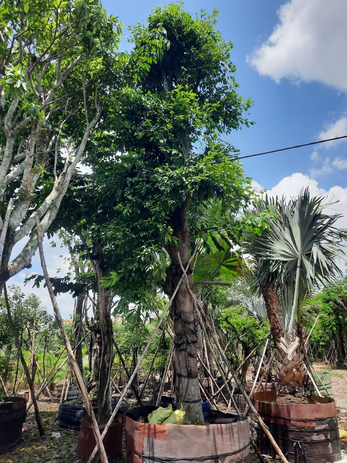 Dịch vụ Cây Xanh Cho Không Gian Sống Tươi Mới