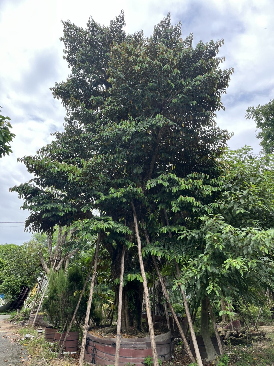 Cây Vú Sữa Cổ Thụ
