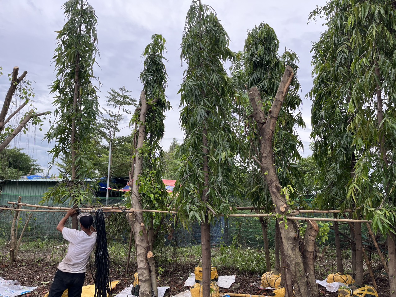Cây Hoàng Nam