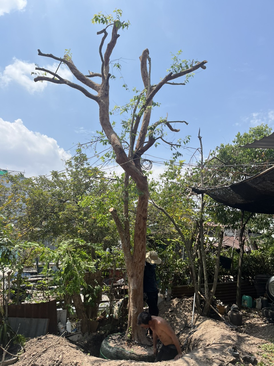 Cây Hồng Quân