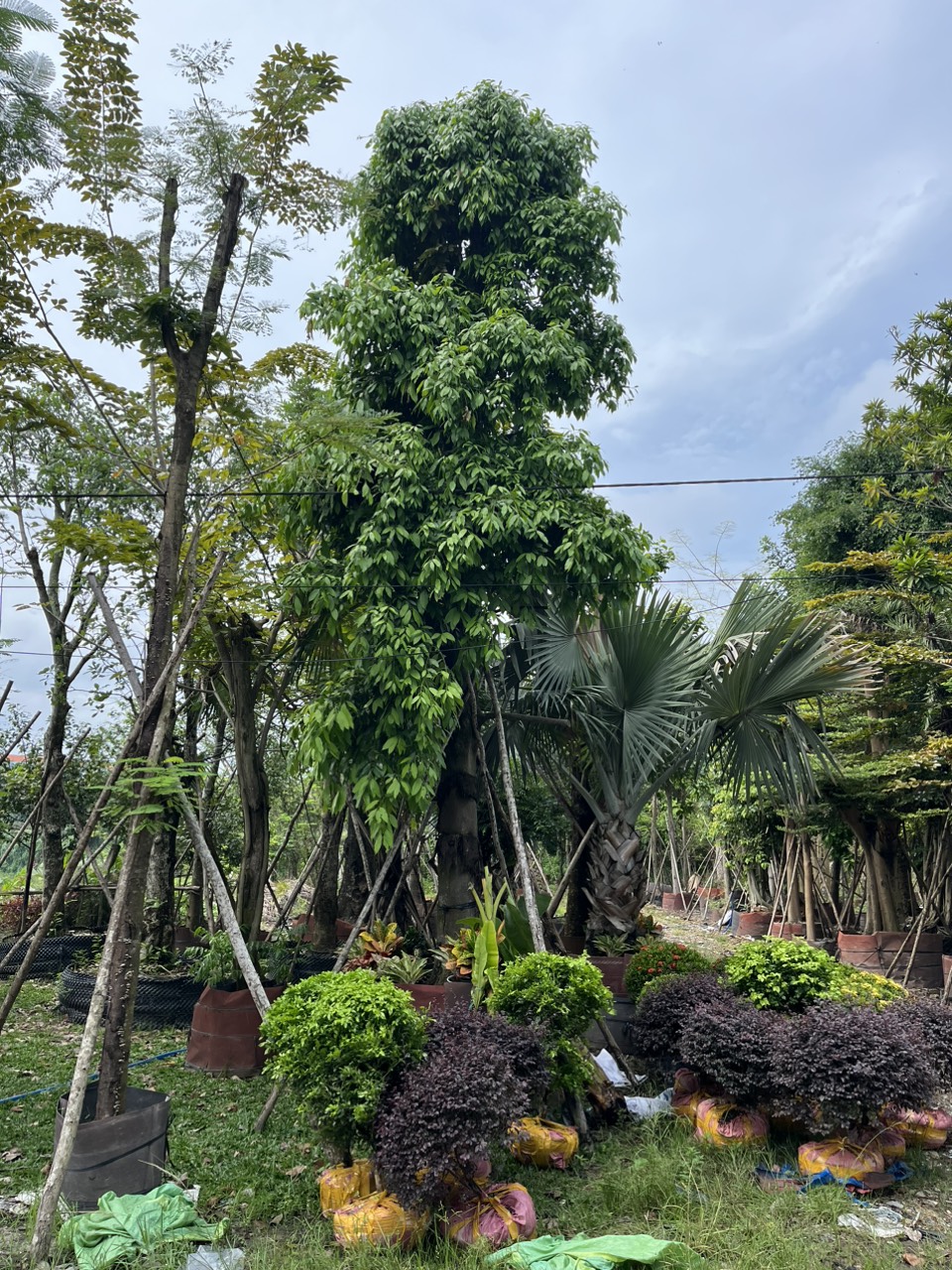 Cây Thanh Trà