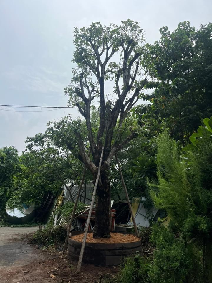 Cây Lộc Vừng