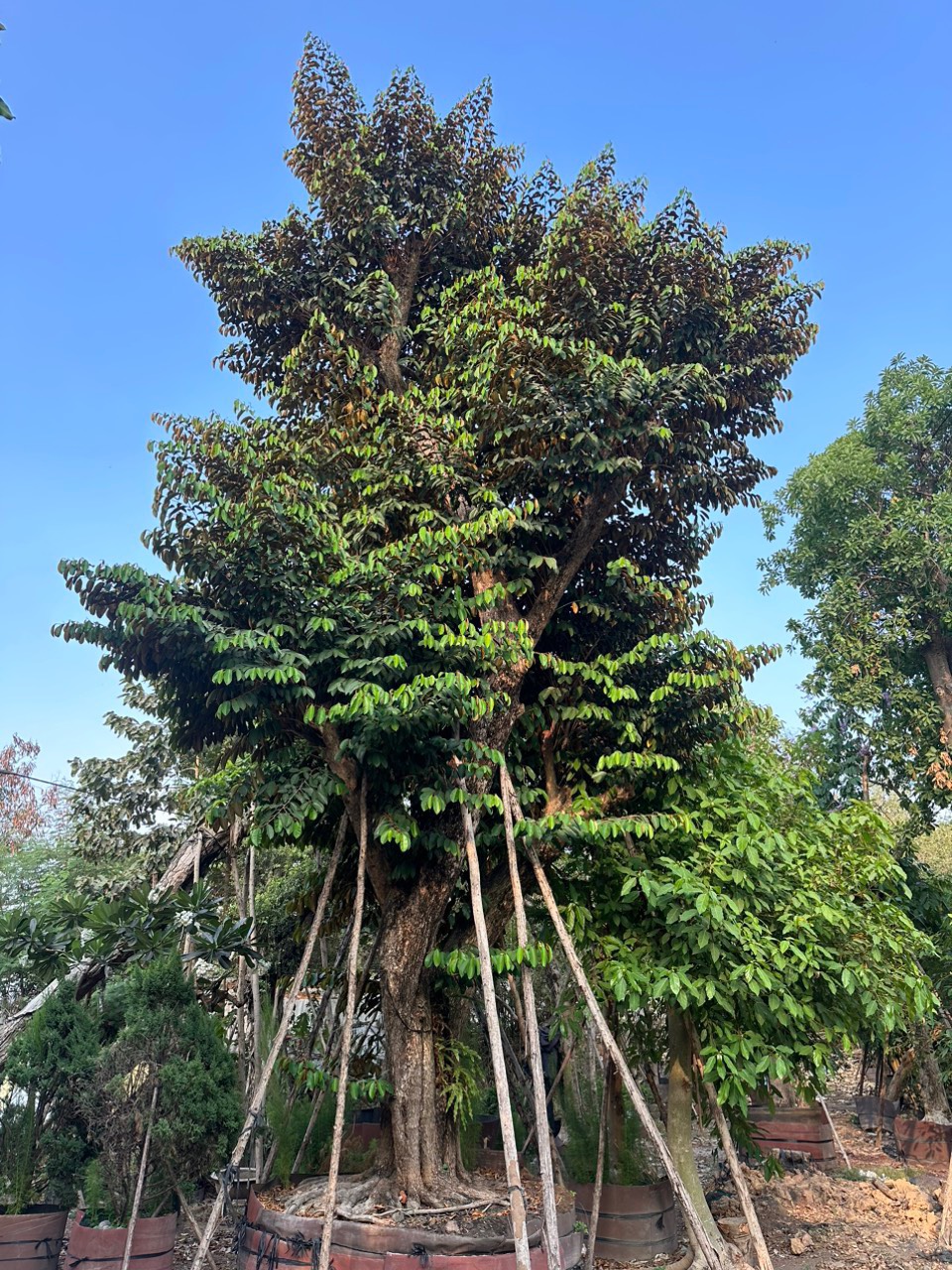 Cây Vú Sữa